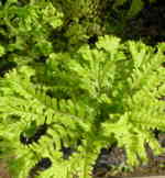 Dryopteris filix-mas 'Grandiceps Martindale'