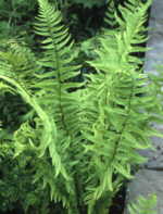 Dryopteris tokyoensis 