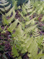 Dryopteris uniformis 