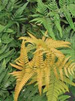 Dryopteris labordei