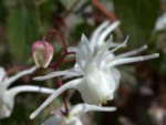 Epimedium grandiflorum �White Queen' AGM 