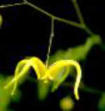 Epimedium membranaceum 