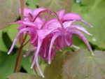 Epimedium grandiflorum 'Rose Queen' AGM