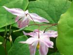 Epimedium x youngianum 'Roseum' 