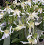 Erythronium 'Harvington Snowgoose'