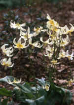 Erythronium oregonum