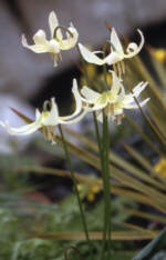 Erythronium californicum AGM 