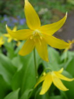 Erythronium tuolumnense