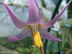 Erythronium revolutum 'Wild Salmon'