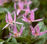 Erythronium dens-canis 'Pink Perfection' 