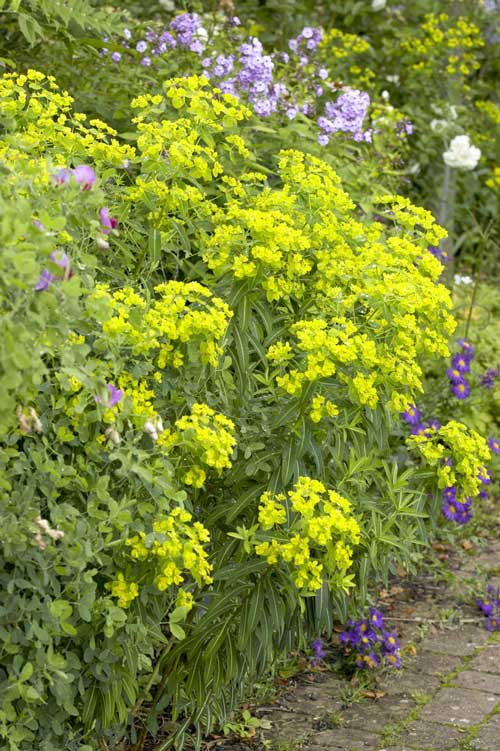 euphorbia euphorbia