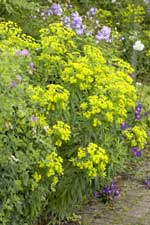 Euphorbia schillingii