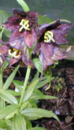 Fritillaria camtchatcensis 'American Form'