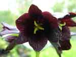 Fritillaria camschatcensis 'Asiatic Form' 