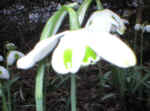 Galanthus 'Desdemona' 