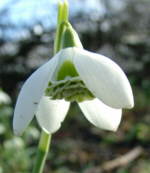 Galanthus 'Hill Poe'  