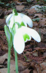 Galanthus 'Hippolyta' 