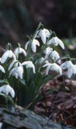 Galanthus 'Lady Beatrix Stanley'
