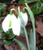 Galanthus 'White Swan'