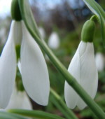 Galanthus  'Atkinsii' AGM