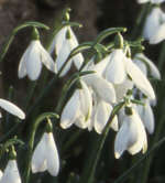 Galanthus 'Brenda Troyle' 