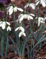 Galanthus nivalis ssp imperati 'Ginns'  