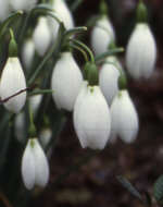 Galanthus 'Magnet' AGM  