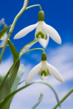 Galanthus nivalis AGM 10 x 8cm pots 