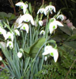 Galanthus 'Ophelia' x 3