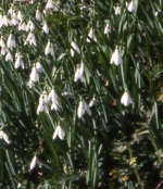 Galanthus plicatus 'Warham'  