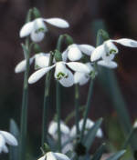 Galanthus 'S. Arnott' AGM 