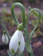 Galanthus nivalis 'Scharlockii'