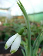 Galanthus nivalis 'Viridapice' 