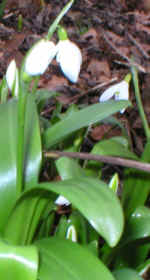 Galanthus woronowii AGM 
