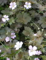 Geranium 'Dusky Crug'
