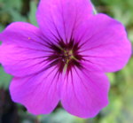 Geranium 'Ivan'
