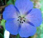 Geranium 'Jolly Bee'