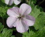 Geranium 'Joy'