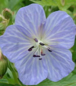 Geranium pratense 'Mrs Kendal Clarke'