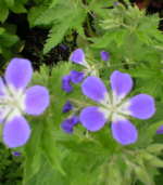 Geranium sylvaticum 'Nikita' 