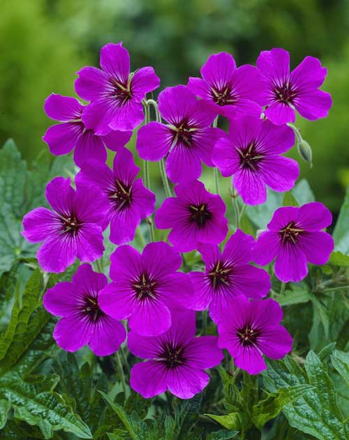 Geranium 'Patricia'