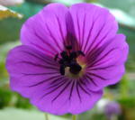 Geranium 'Jolly Pink'