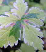 Geranium x oxonianum 'Spring Fling'