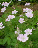 Geranium sylvaticum 'Angulatum' 