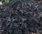 Geranium 'Black Beauty