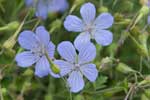 Geranium 'Blue Cloud'