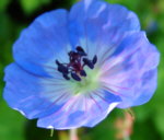 Geranium 'Buxton Blue'