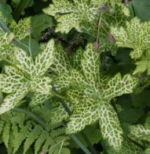 Geranium phaeum 'Connie Broe'