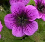 Geranium 'Dragon Heart'