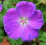 Geranium sanguineum 'New Hampshire' 